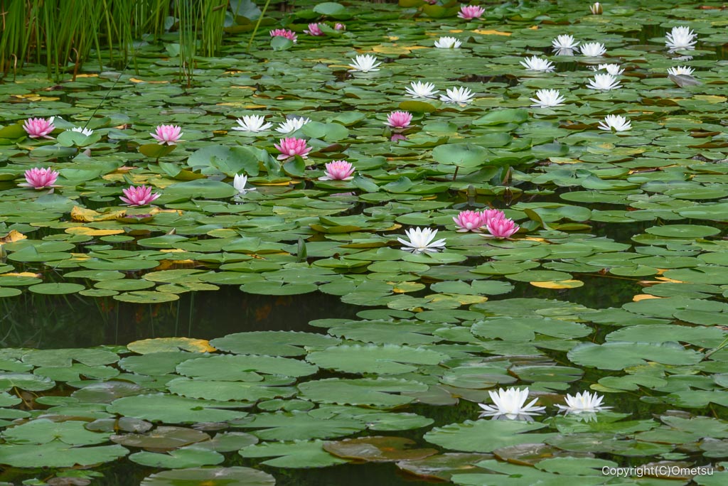 吹上しょうぶ公園の池の睡蓮