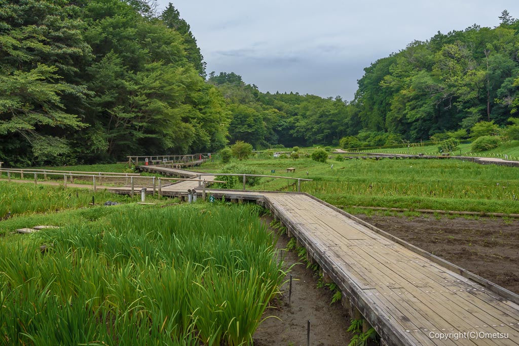 吹上しょうぶ公園の夏