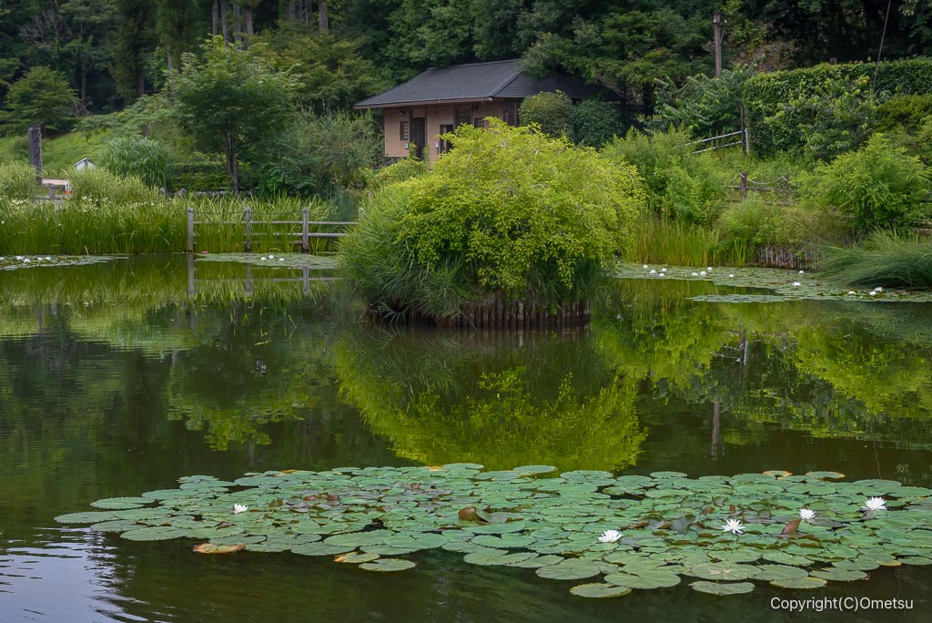 吹上しょうぶ公園の池