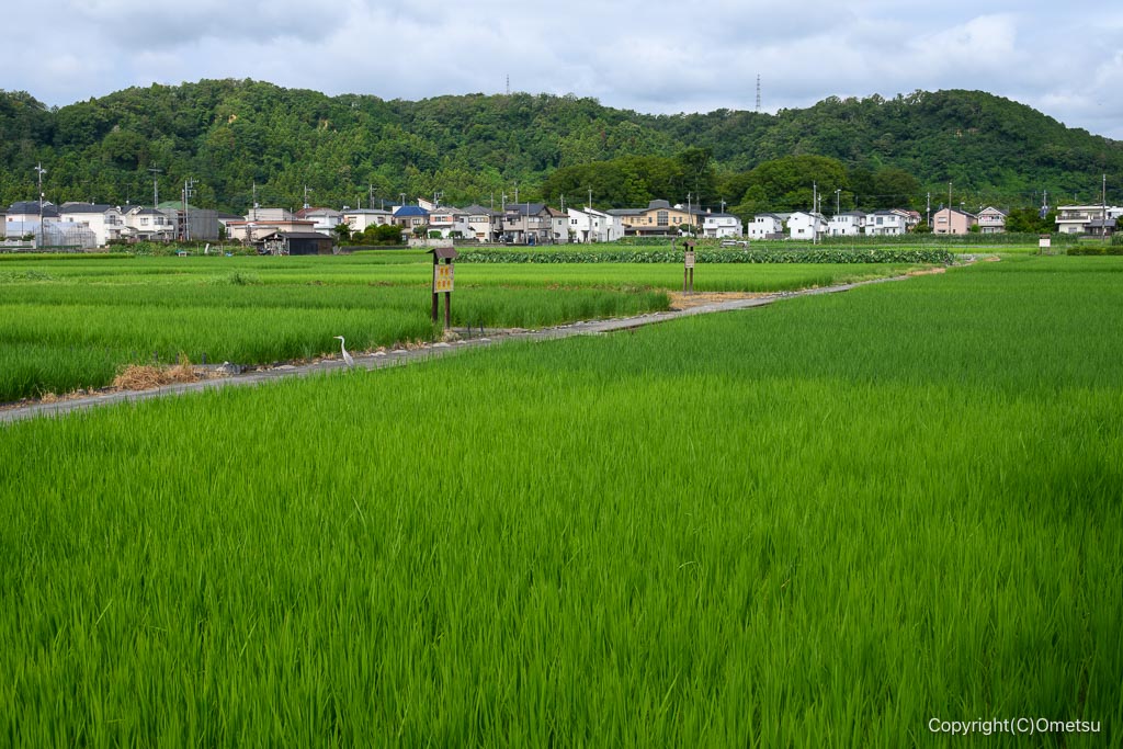 羽村・根がらみ前水田
