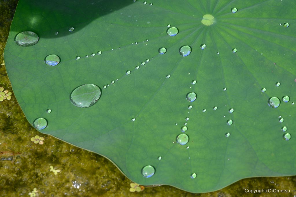 羽村・根がらみ前水田の蓮の葉