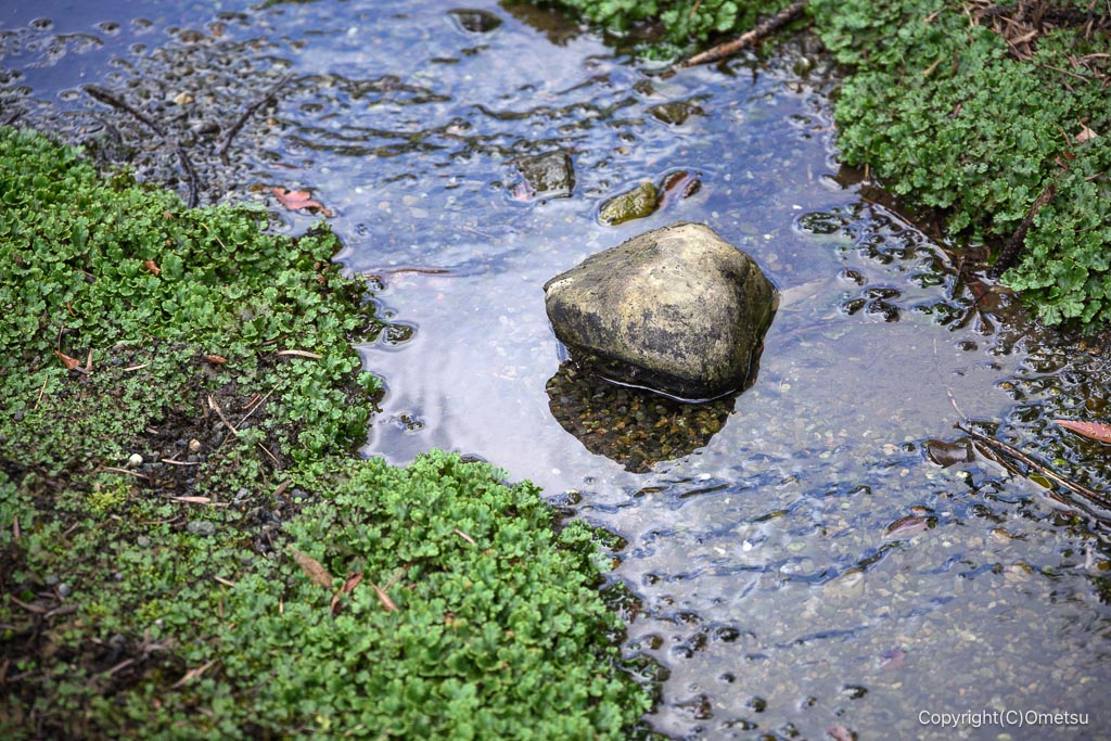 羽村・一峰院の沢