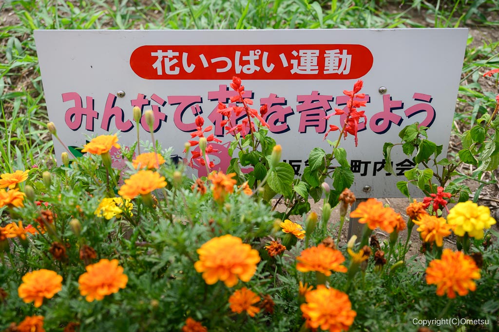 羽村・道端の花壇