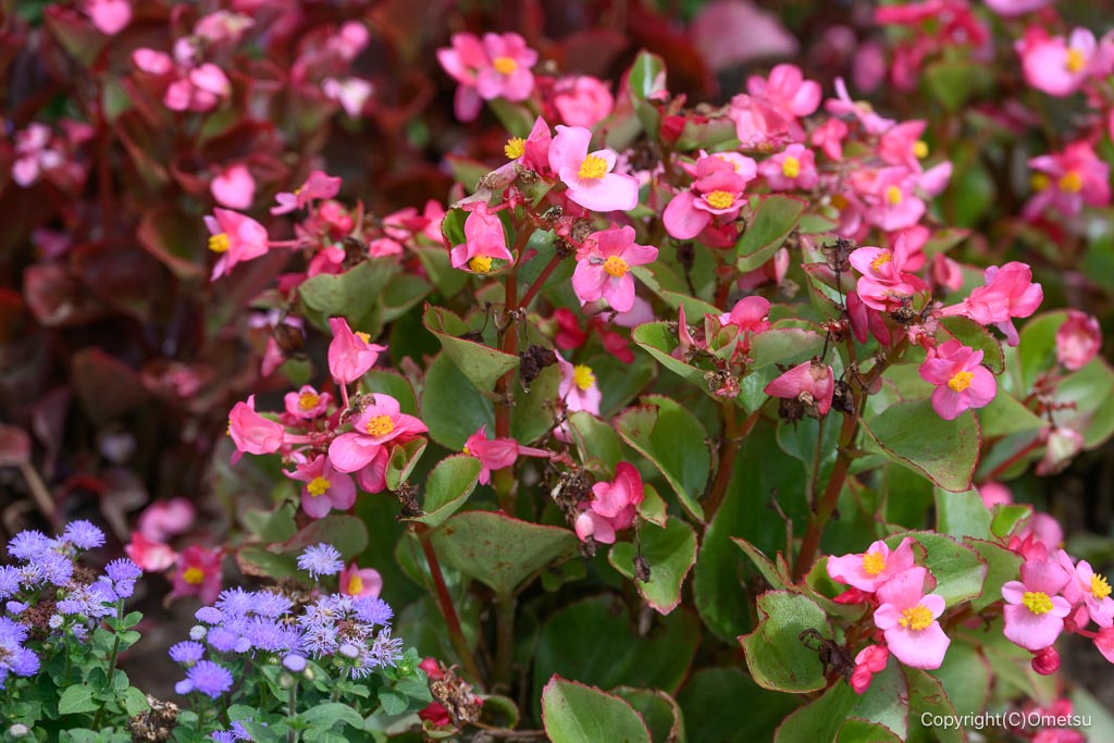 羽村・道端の花壇