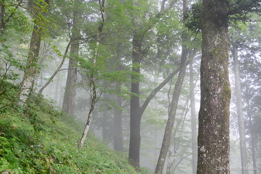 御岳山・富士峰園地の森