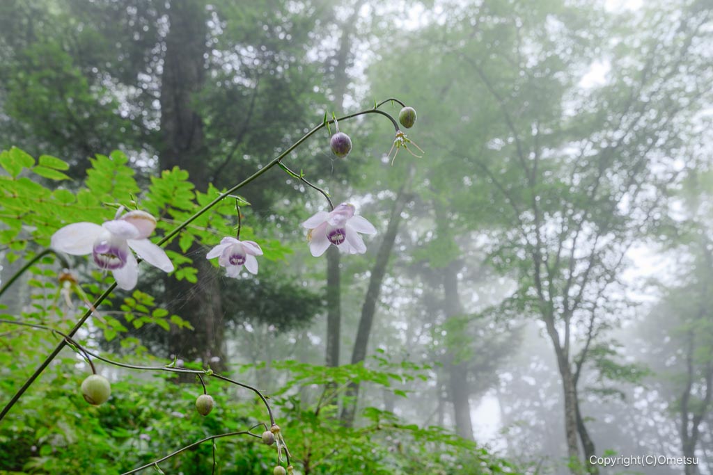 御岳山・富士峰園地のレンゲショウマ