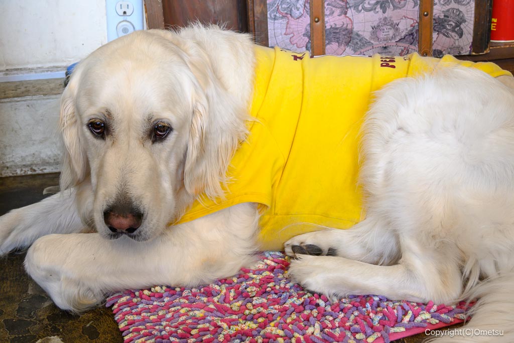 羽村・ペラゾカフェの看板犬オルオル