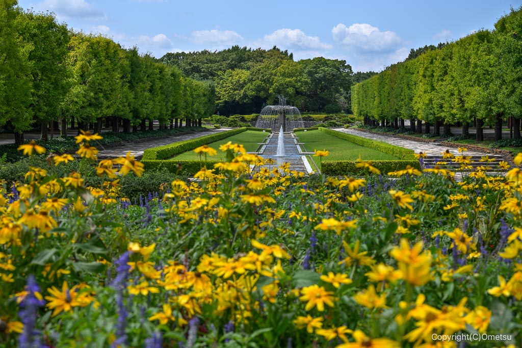 昭和記念公園のカナール