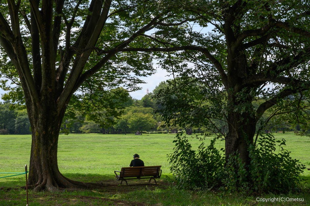 昭和記念公園・みんなの原っぱ