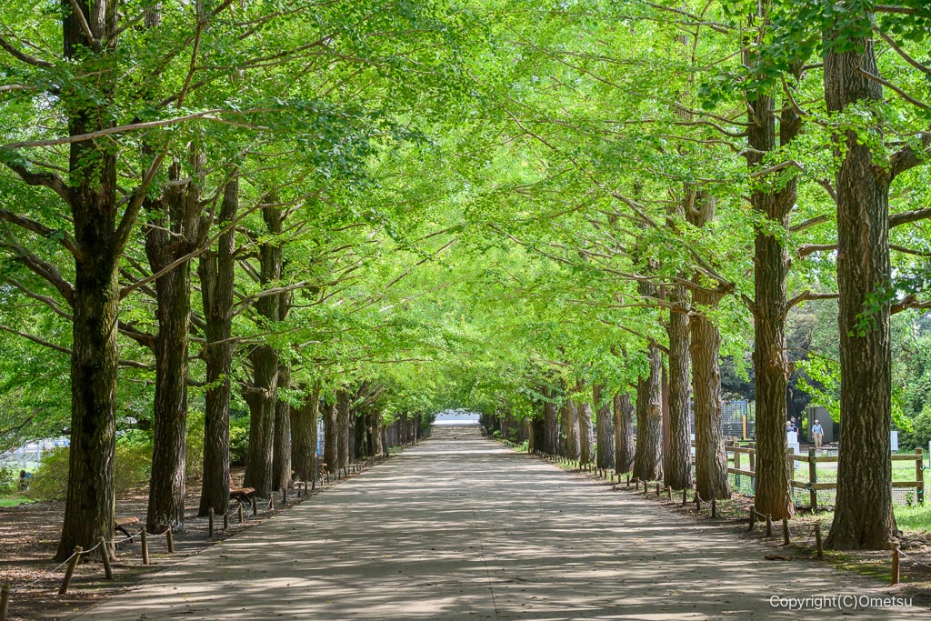 昭和記念公園・かたらいのイチョウ並木
