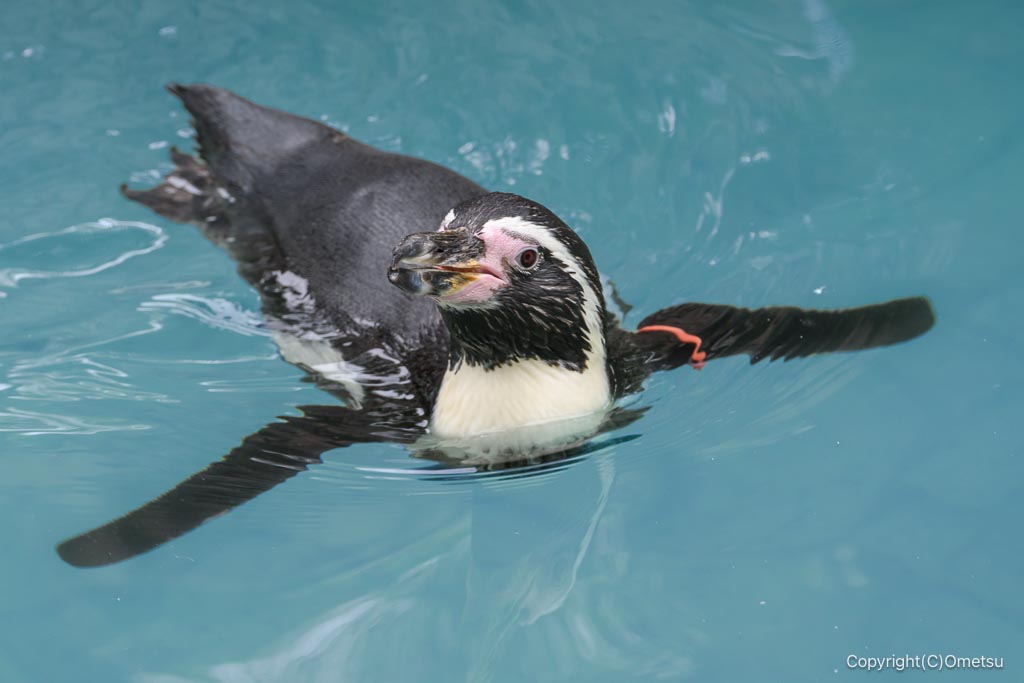 江戸川自然動物園のフンボルトペンギン