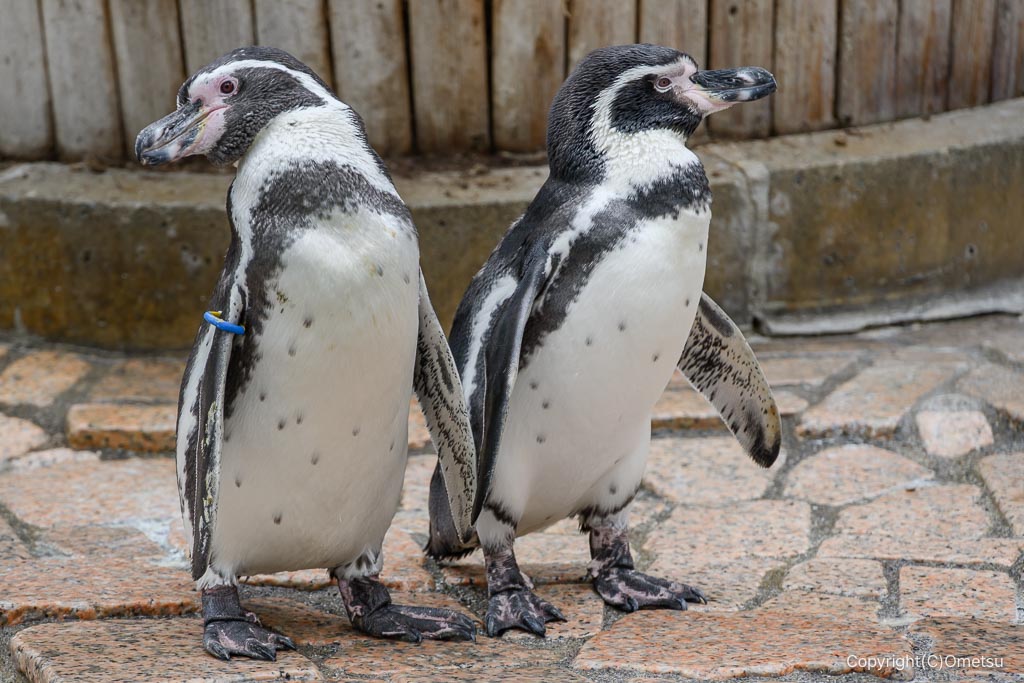 江戸川自然動物園のフンボルトペンギン