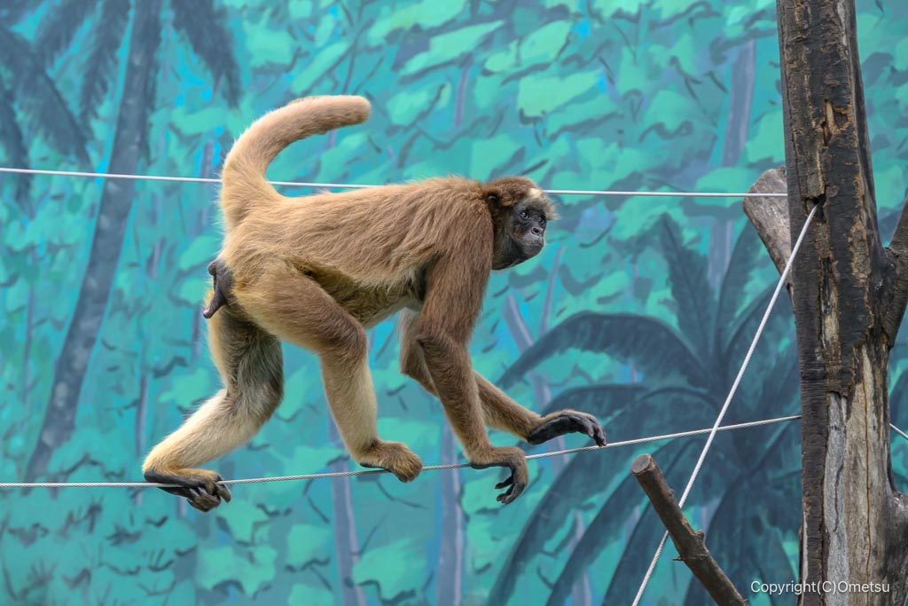 江戸川自然動物園のジェフロイクモザルの綱渡り