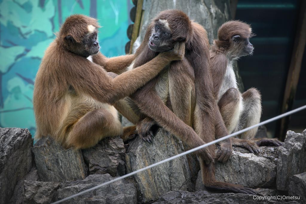 江戸川自然動物園のジェフロイクモザル
