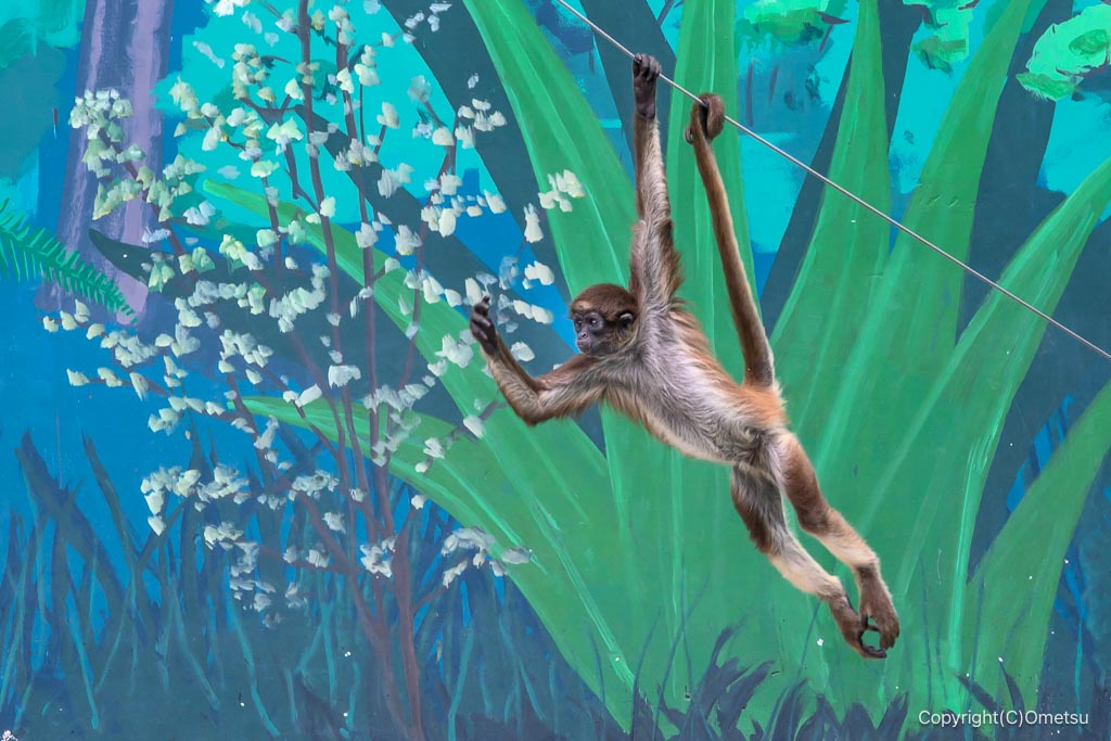 江戸川自然動物園のジェフロイクモザルの綱渡り