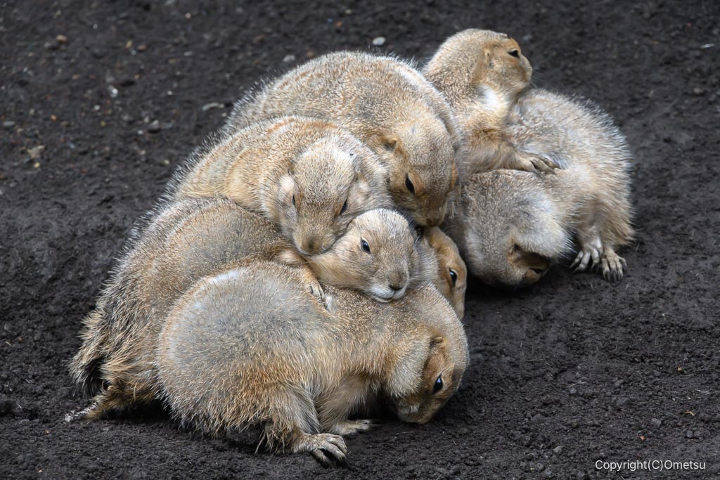 江戸川自然動物園のオグロプレーリードッグ