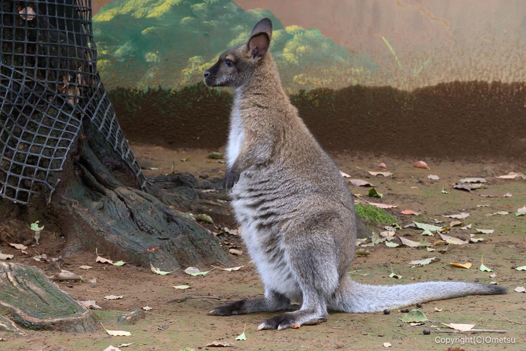 江戸川自然動物園のベネットアカクビワラビー