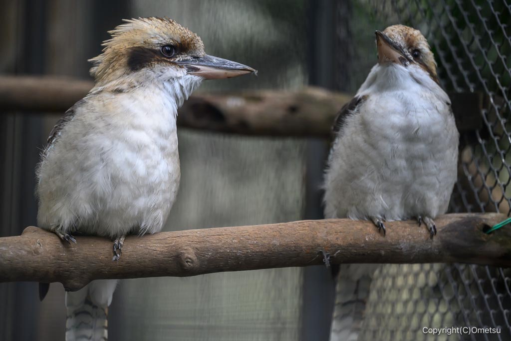江戸川自然動物園のワライカワセミ
