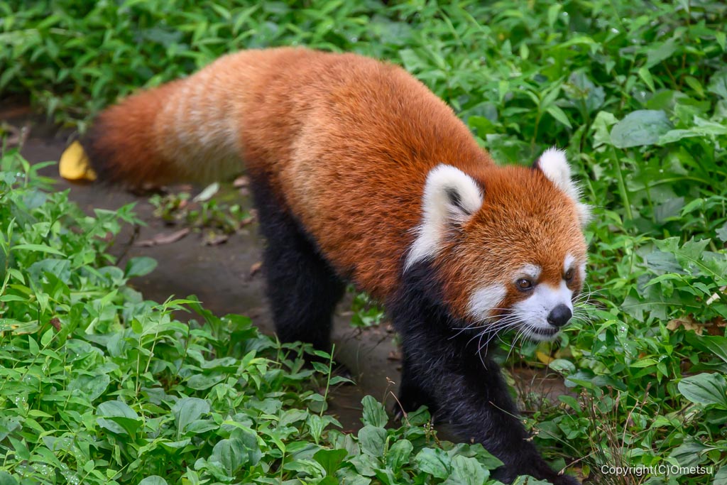 江戸川自然動物園のレッサーパンダ
