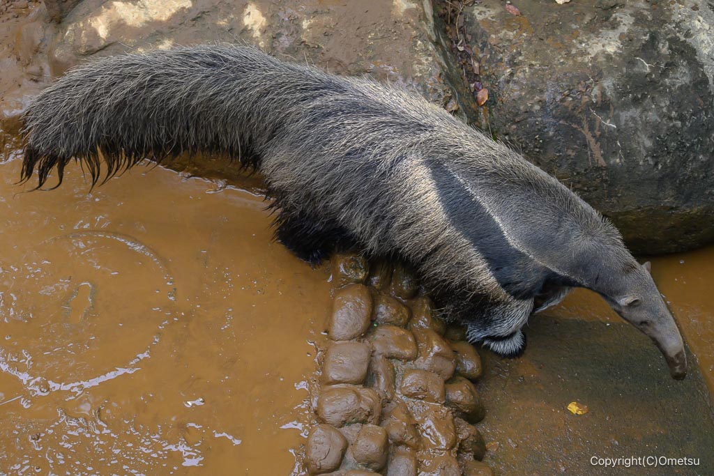 江戸川自然動物園のオオアリクイ
