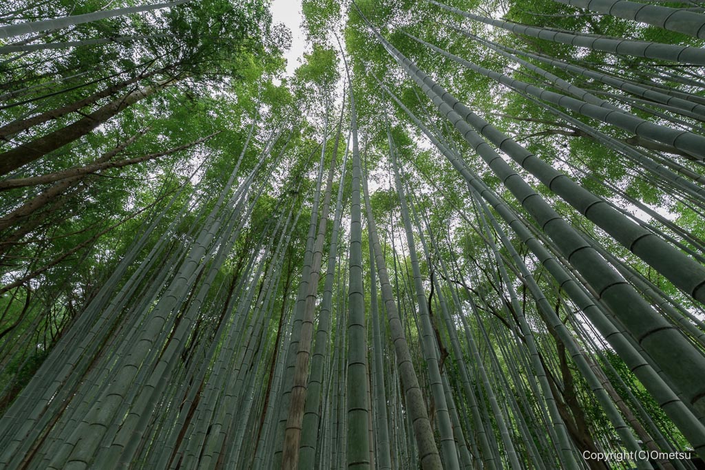 飯能・柏木山、穴郷入口付近の竹林