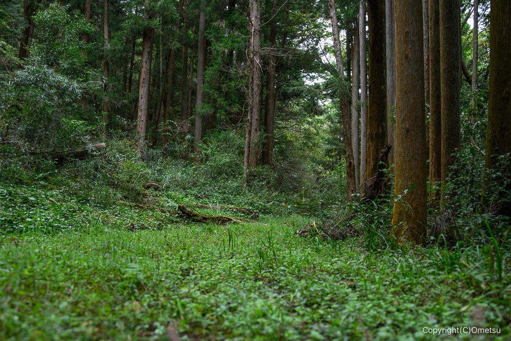 飯能・柏木山、穴郷付近の道