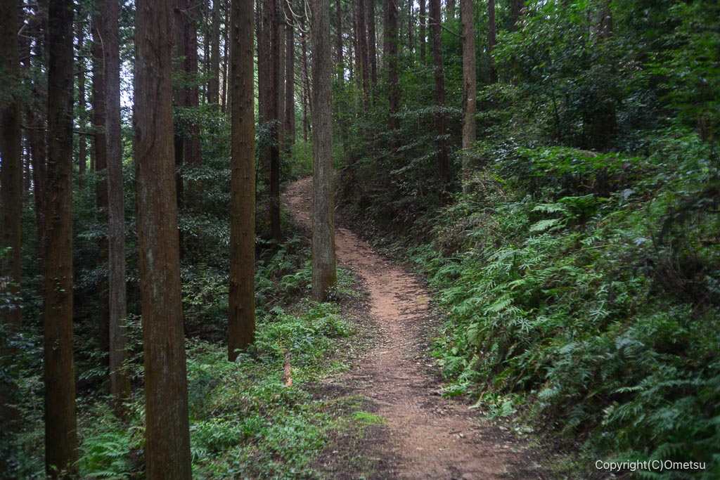 飯能・柏木山、カモシカ新道