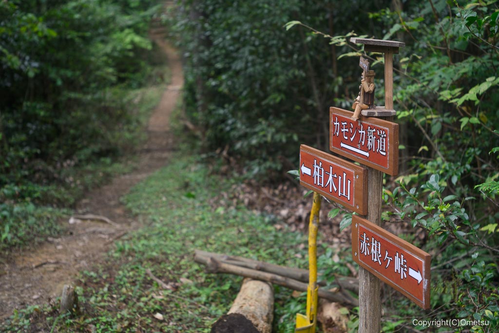 飯能・柏木山、カモシカ新道
