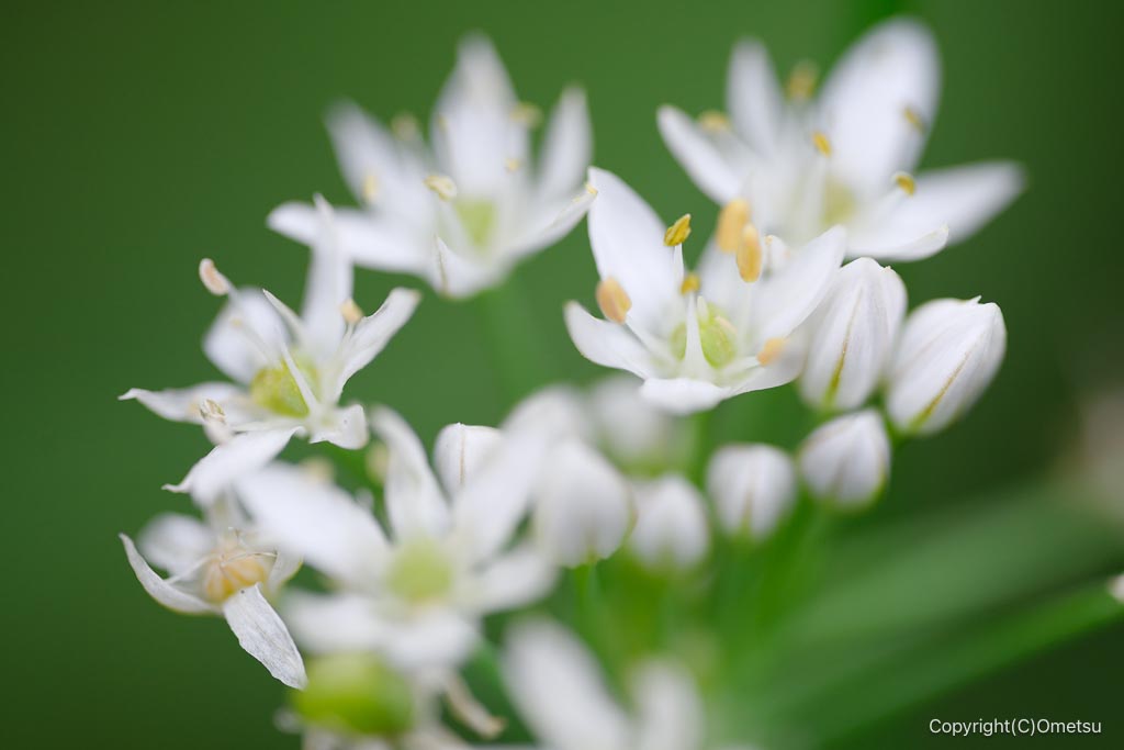 飯能・柏木山のニラの花